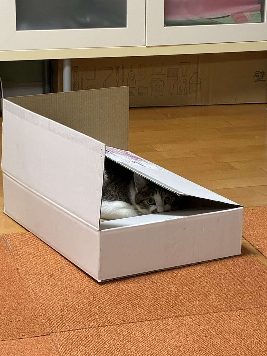 おもちくん tweet media