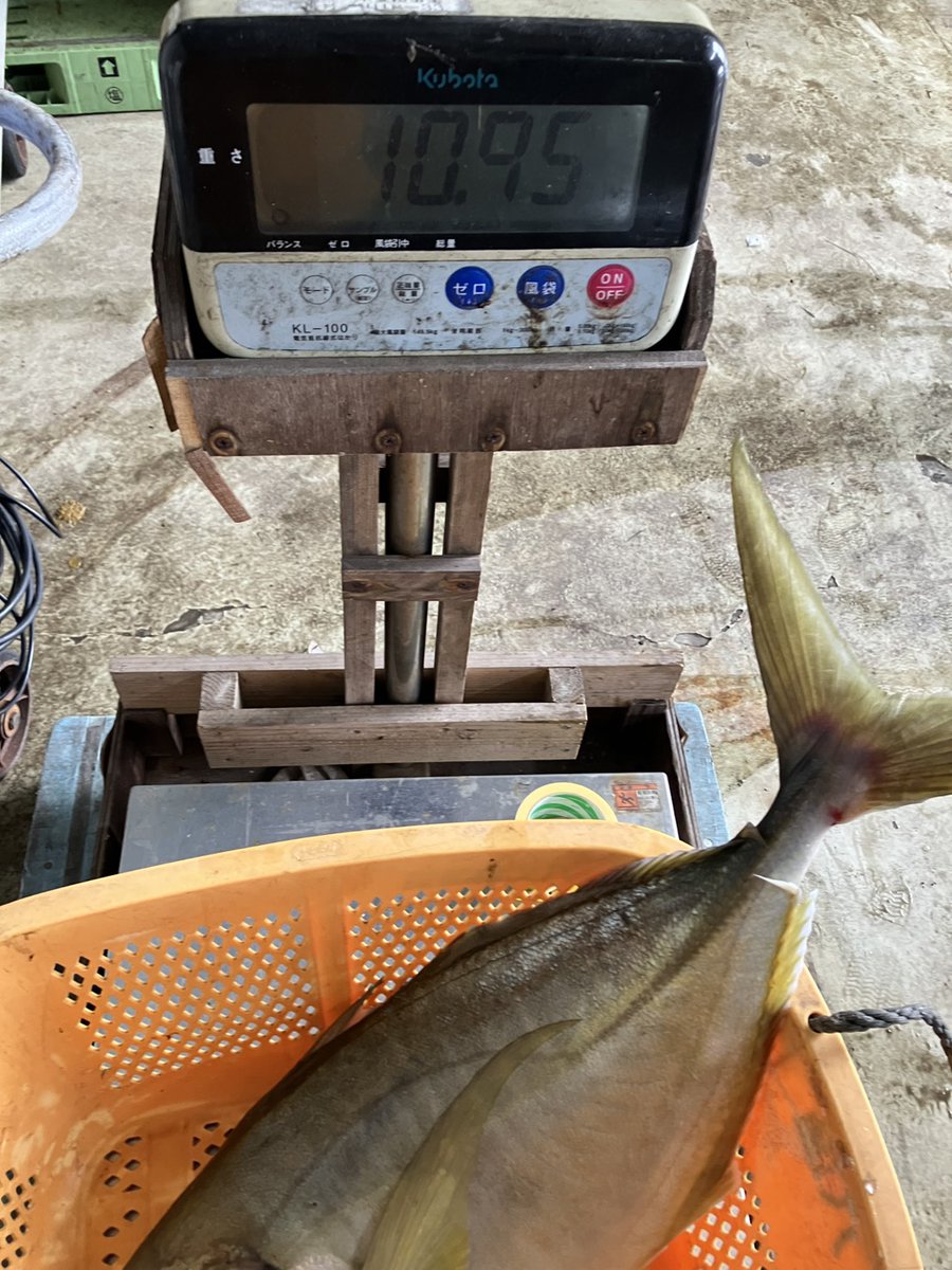 Taieimaru's tweet photo. 💥特大オオカミ現る💥
まさかのムロ竿で10.95kg、101cmのシマアジ、正真正銘のオオカミ🐺をゲット！！
本人コメント「重すぎて根掛かりと間違えました笑」
記録更新おめでとうございます！㊗️
@Hughfishing
#八丈島
#釣り 
#釣りガール https://t.co/LGyd1Fw1SZ