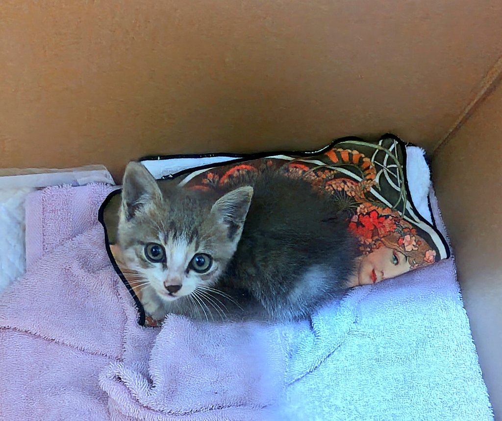Monicamonioki's tweet photo. 昨日の保護猫ちゃん♂😽
命名：時雨くん（仮）

しゃーしゃー言いながら手には甘えてスリスリしてくる可愛すぎ💕

ミルクも離乳食も自分で食べられてるし、🚽も優秀🐈️

明日くらいに健診とワクチン行ってく連れて行こう🏥

我関せずのモニカたん🐇💕

＃うさぎ
＃保護猫 https://t.co/6kkzEuCcEb
