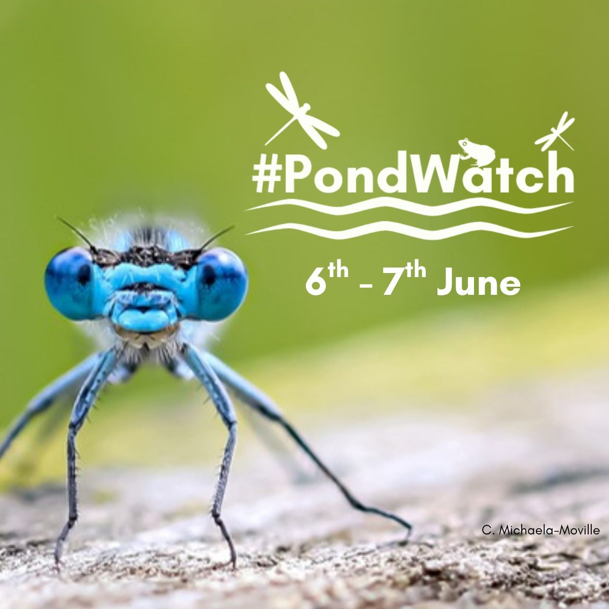 British Dragonfly Society tweet media