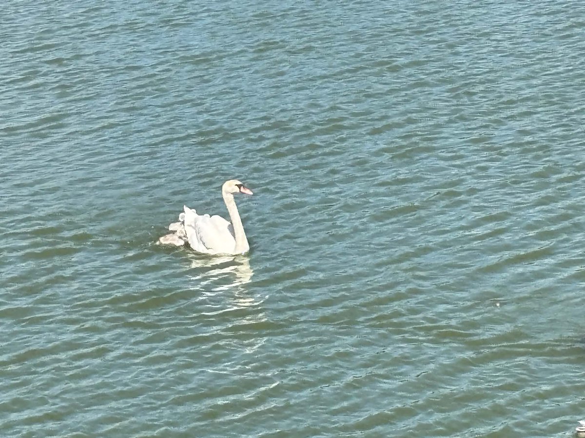 ILdiko_'s tweet photo. 🌅🦢🍃 https://t.co/TWtay9lBZK