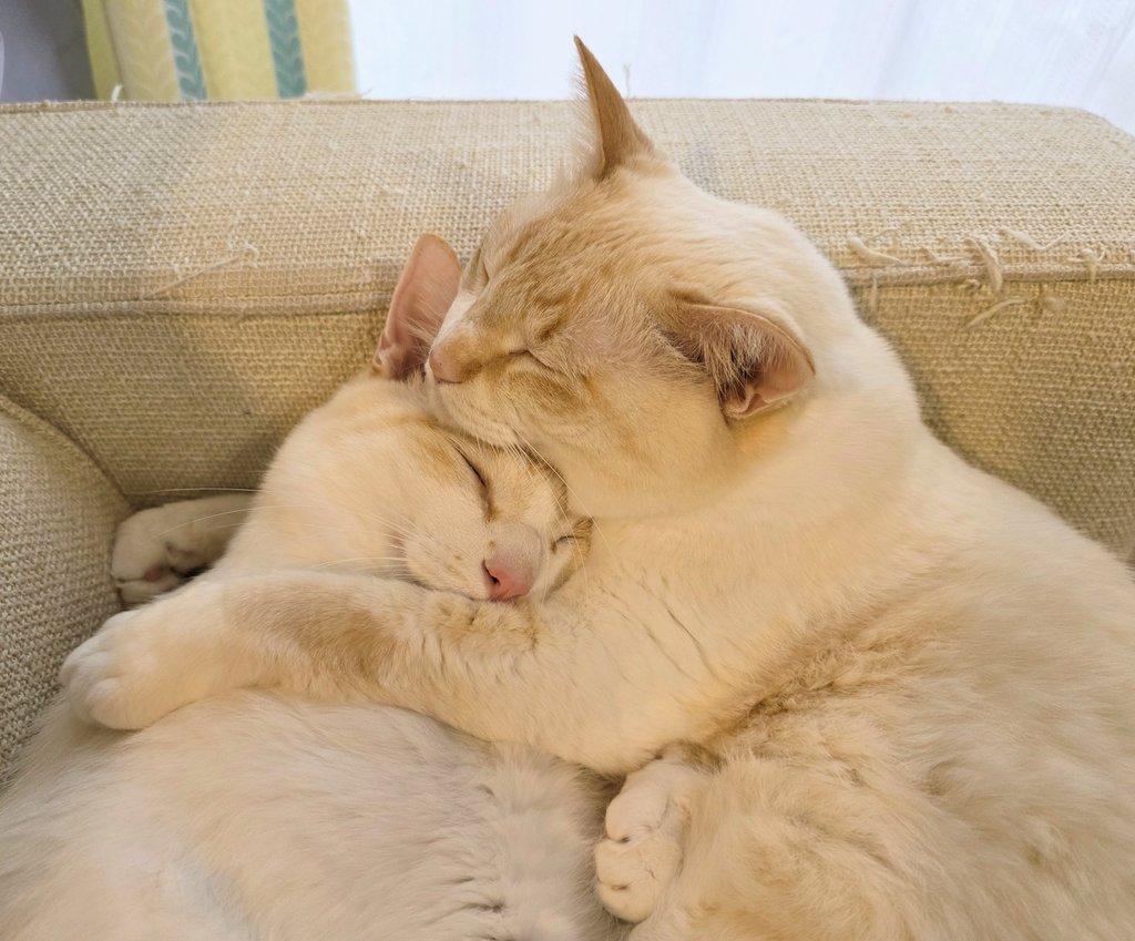 ささかまねこ🐾 (@ushineko5) / Posts / X