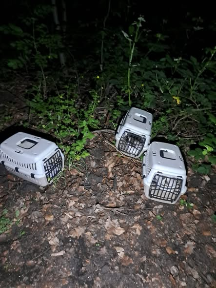 yolandaschultes's tweet photo. 01705 Freital
Katzen in Transportboxen ausgesetzt
Tierschutzverein Freital und Umgebung e.V. / Tierheim Freital Kopie

Gegen 23.00 Uhr wurden wir informiert, dass - siehe Foto - zu unserer Auffahrt zum TH Freital 3 verlassene  Katzenboxen stehen  mit einigen Katzen - auch Jungtiere - d.h. Ausgesetzt!
Wir haben die Tiere erst mal über die Nacht gesichert um den Kollegen in Meißen den nächtlichen Einsatz zu ersparen - jetzt werden sie vom zuständigen Vertragstierheim Meißen Wingkwitz  abgeholt , welche uns auch dankbar waren für die Sicherung.
Aber WIR BEIDEN Tierheime möchten wissen, wer hier dafür verantwortlich ist - letztlich stellt dies eine Straftat dar!
Für sachdienliche Hinweise wären wir sehr dankbar!
+49 351 6413222
kontakt@tierheim-freital.de