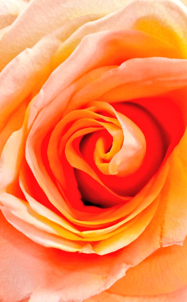 Kastanienzweig's tweet photo. Peach Rose ๐ฉท๐งก๐
#FloralPhotography
#RoseLover
#BeautifulRose https://t.co/FugDRfpmOF
