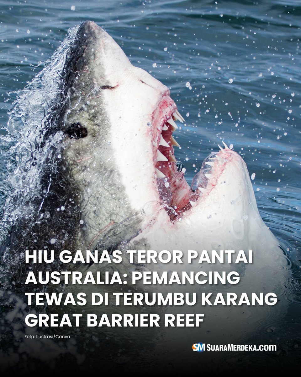 suaramerdeka's tweet photo. Seorang pria berusia 39 tahun tewas setelah diserang hiu di Great Barrier Reef di selatan Cairns, Australia, sebagaimana dikutip dari The Guardian.
#suaramerdeka #suaramerdekacom #suaramerdekanetwork #hiu #teror #pantai #australia #pemancing #greatbarrierreef https://t.co/GqkakqsZlT