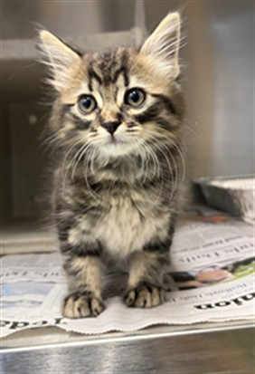 Ally Catmom tweet media