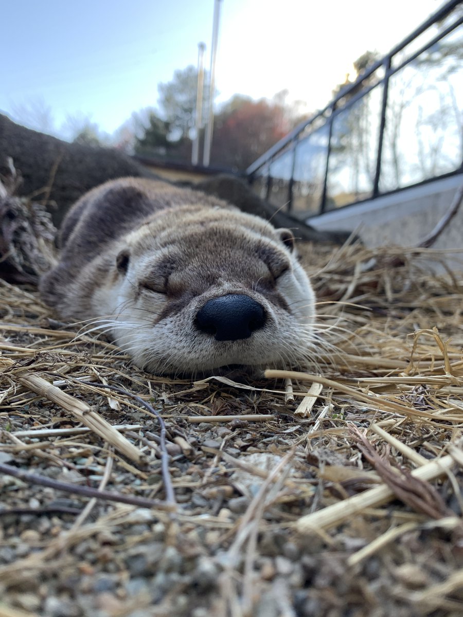 盛岡市動物公園 ZOOMO tweet media