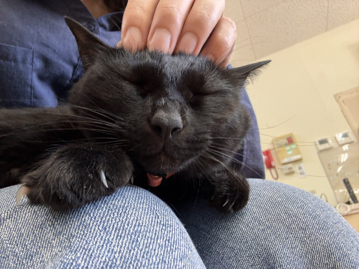 catsandpc's tweet photo. 猫社員のご機嫌を取るのも人間社員の仕事です https://t.co/qeOXgjDZDN