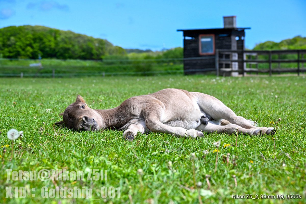 てつ@Nikon Z5Ⅱ tweet media
