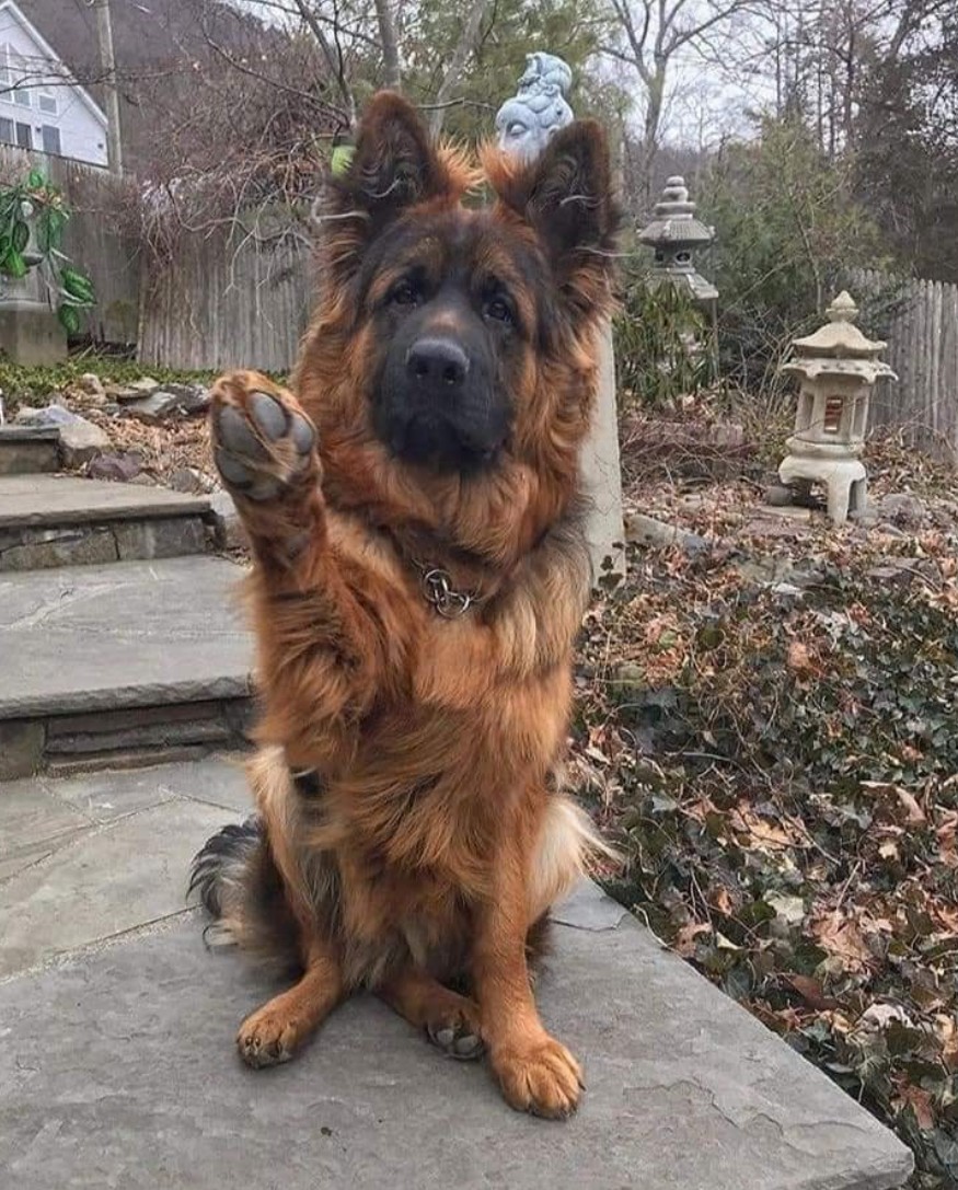 The Dalbo Dog tweet media