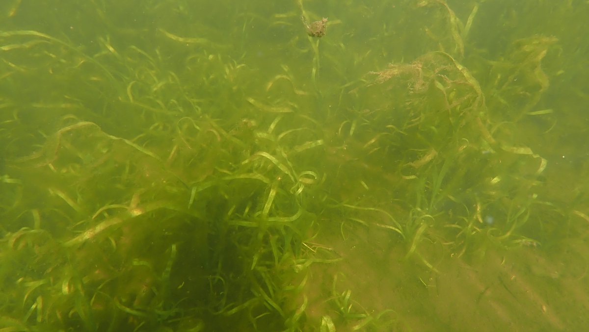 numenini's tweet photo. Unbranched Bur-Reed still unfurling in Little Ouse at Lakenheath Fen. Lesser Water-Parsnip also present in macrophyte base layer of this river that originates as a #chalkstream. Less welcome is #invasivealien Nuttall's Waterweed &amp; the grim blanket of Cladophora glomerata. 10/11 https://t.co/c46bV8VvNr