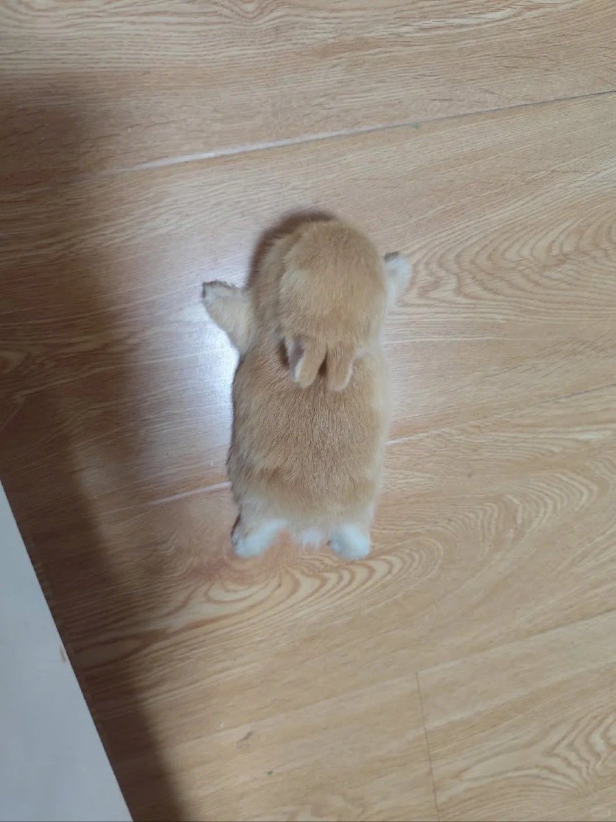 Why you should have a rabbit tweet media