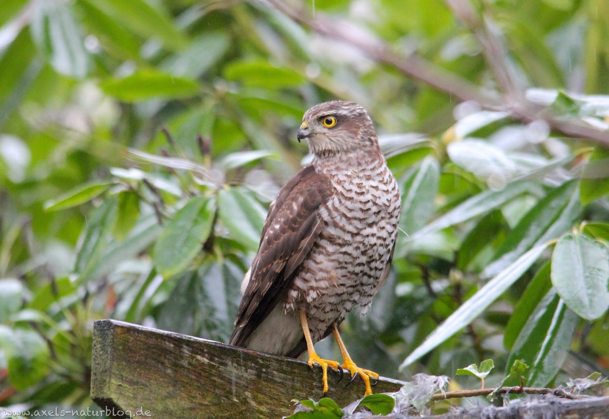 nasturblog31008's tweet photo. Sperber (Accipiter nisus)
#sperber #vogelfotografie #naturfotografie_deutschland #potd #tierfotografie https://t.co/CIBMoFGObV
