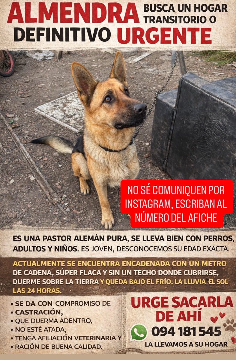 redbicheraof's tweet photo. Urgente adopción mega responsable🚨‼️
Está encadenada a un fierro y da vueltas todo el rato sin parar, luego queda la cadena toda enrollada y no puede ni acostarse😔 https://t.co/Tl6pm0Iv3Z