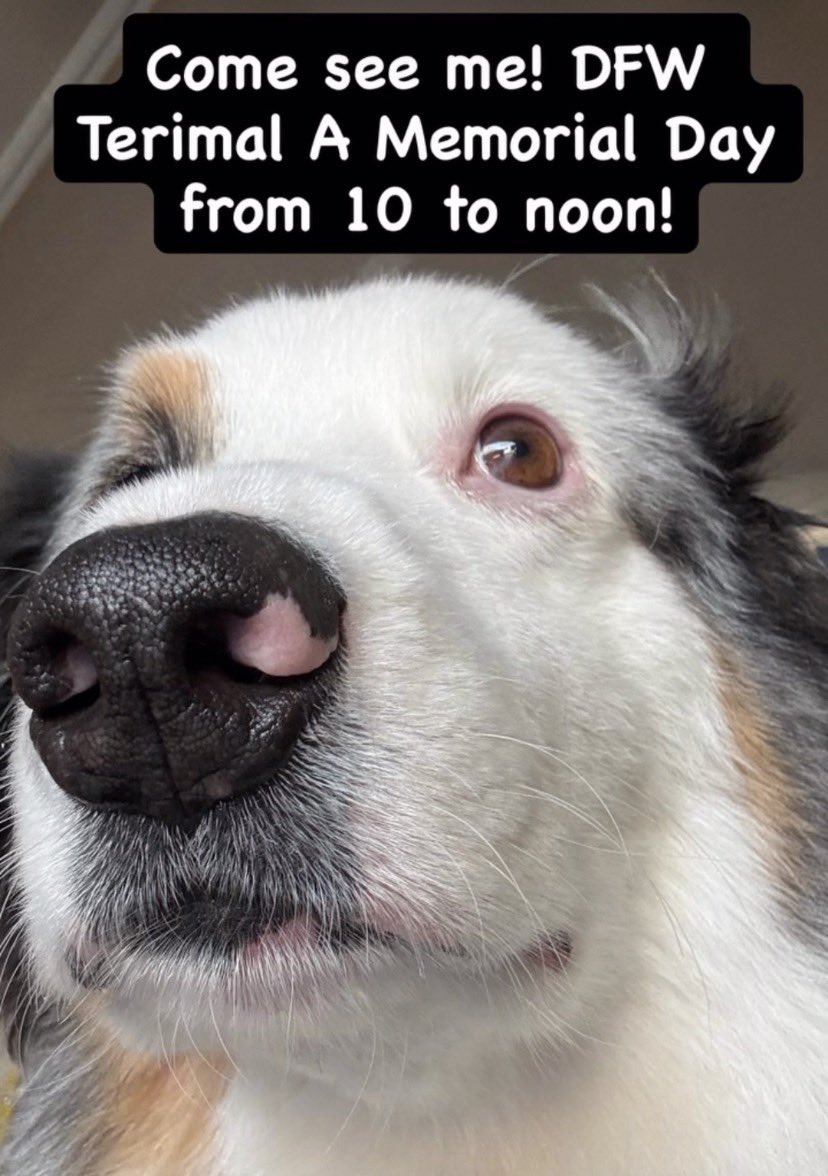 Airport Therapy Dogs tweet media