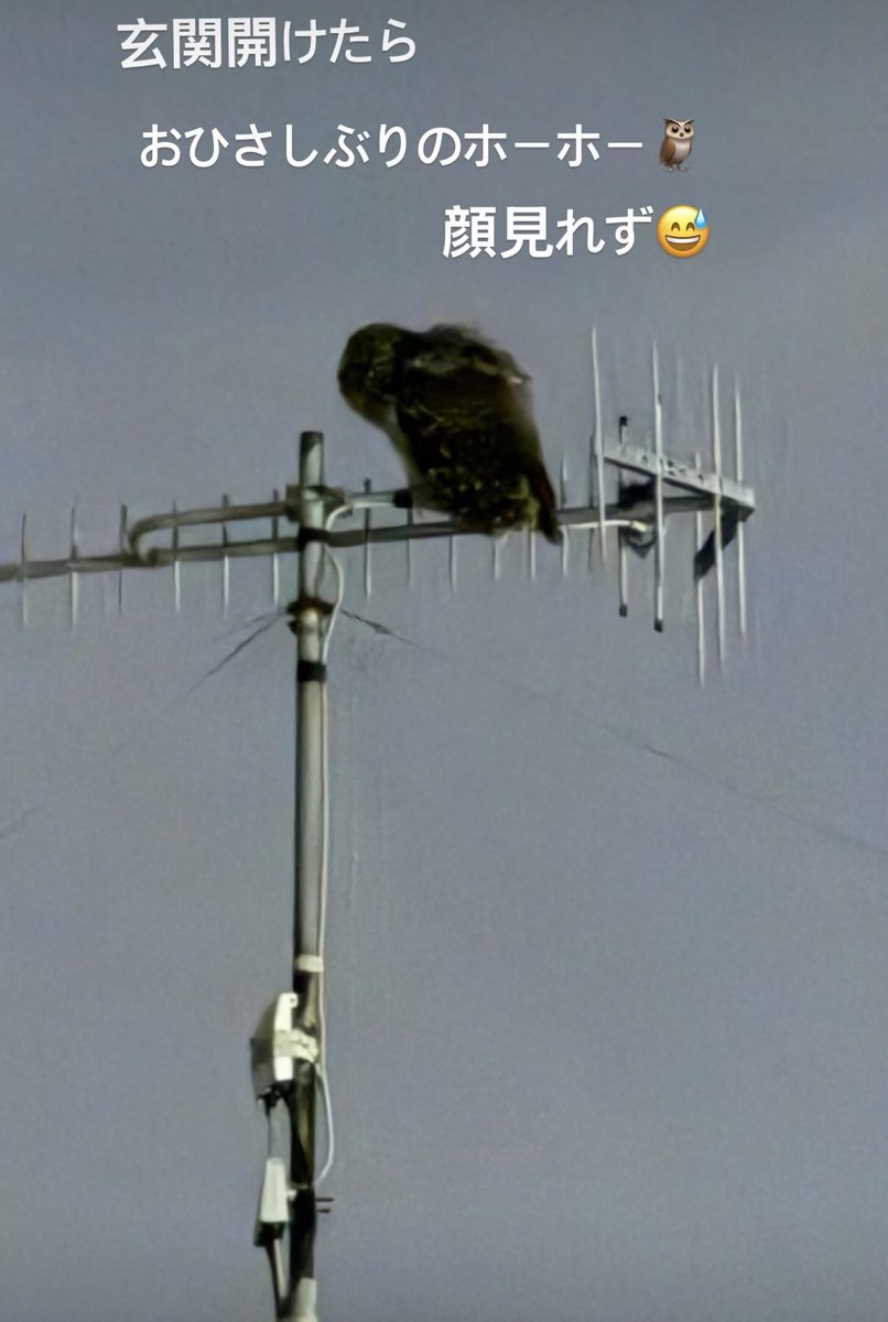 kanalvthink's tweet photo. 玄関開けたらフクロウ🦉
#フクロウ https://t.co/LnO8GBJeLv