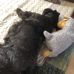 Photo by Mrs A & Nellie, Princess Marlow OTRB 🐾🐶🌈 (@RLA1971)