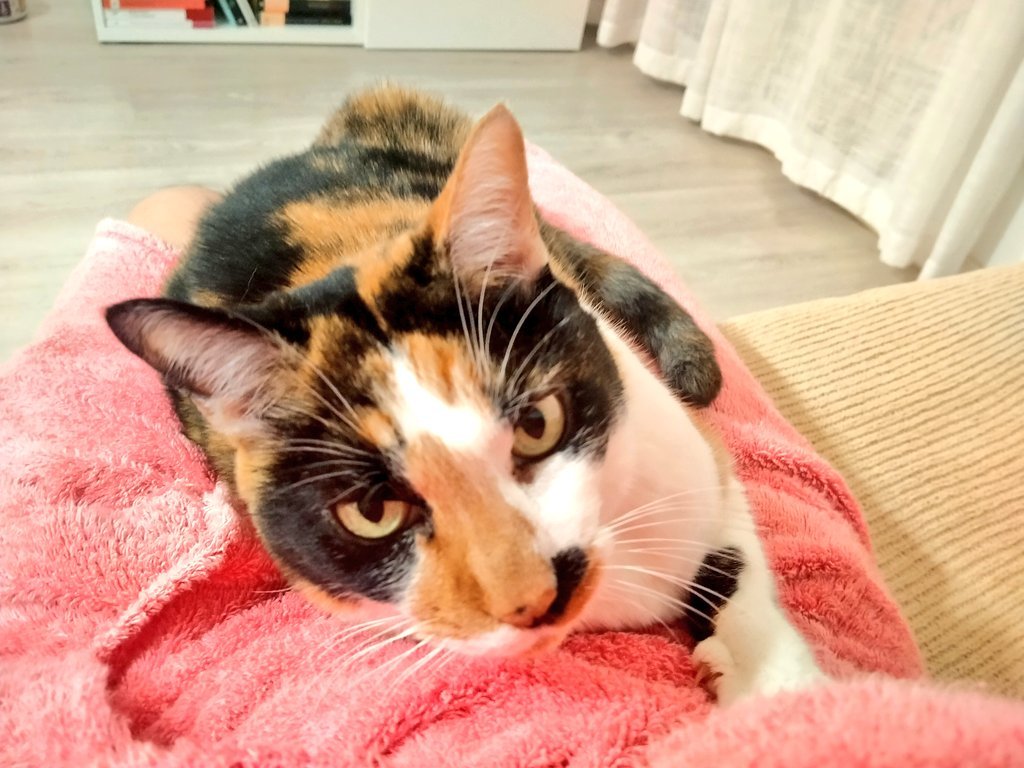 Gata Maula 🍒 tweet media