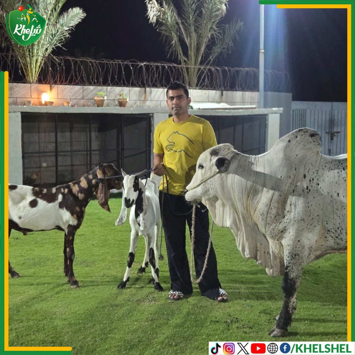 khelshel's tweet photo. Umar Akmal has bought sacrificial animals for #EidUlAdha 

#Cricket | #Pakistan | #UmarAkmal | #Lahore https://t.co/dUnhipJxVK