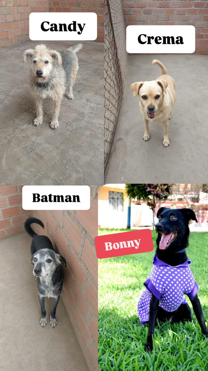 Peluditos Adopción Responsable tweet media
