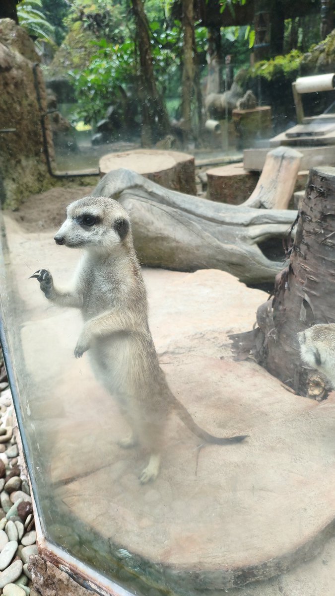 shinyynlockon's tweet photo. Bonus ada meerkat yang lucu bangettttt https://t.co/TZwPMdbZpP