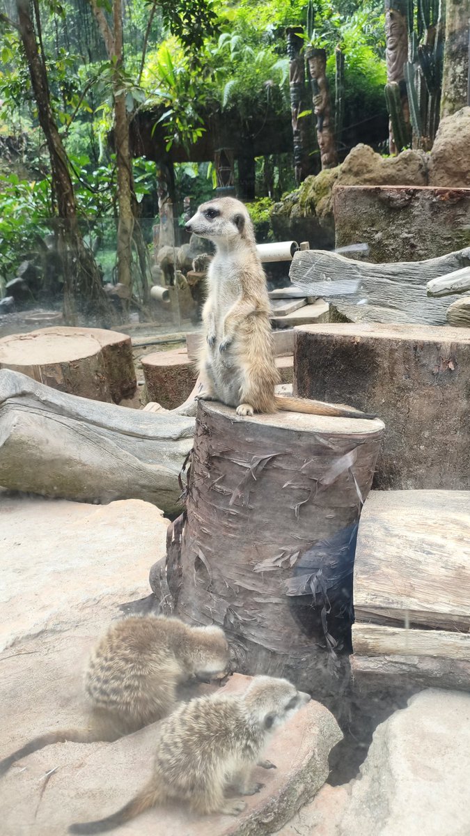 shinyynlockon's tweet photo. Bonus ada meerkat yang lucu bangettttt https://t.co/TZwPMdbZpP