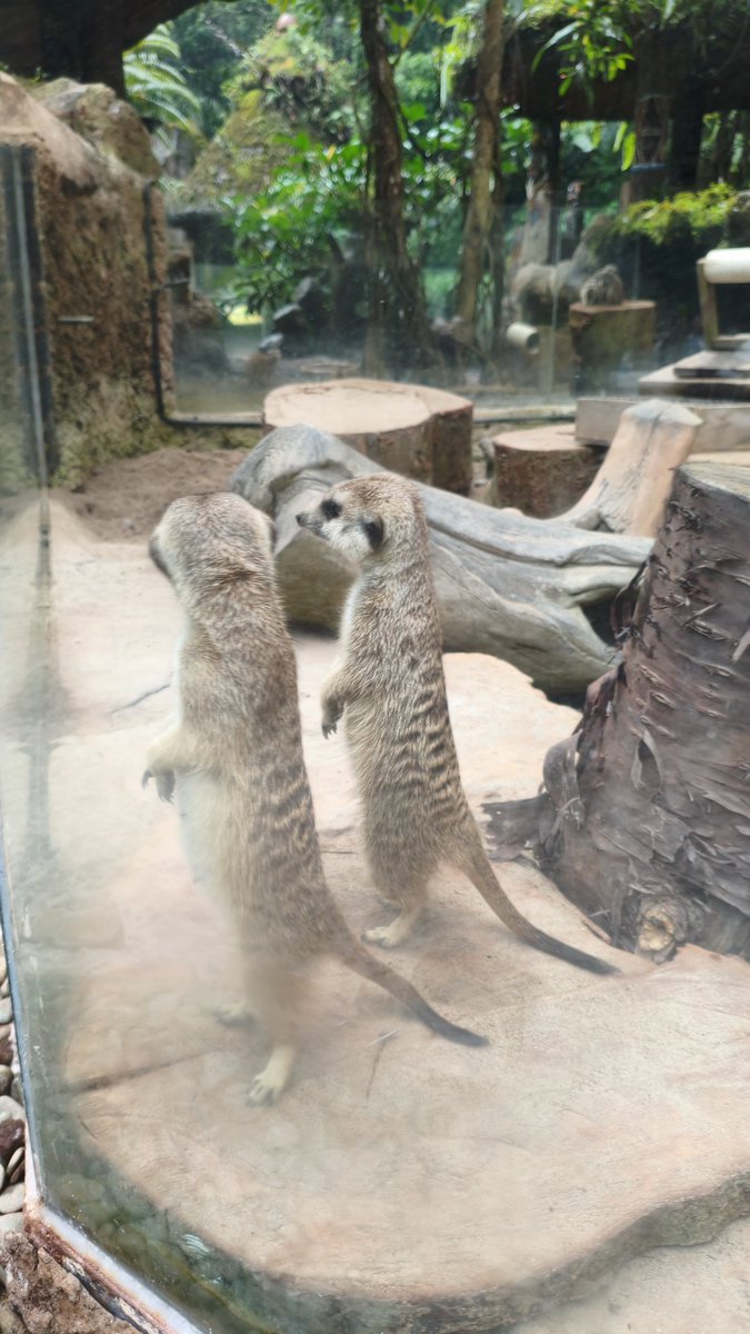 shinyynlockon's tweet photo. Bonus ada meerkat yang lucu bangettttt https://t.co/TZwPMdbZpP