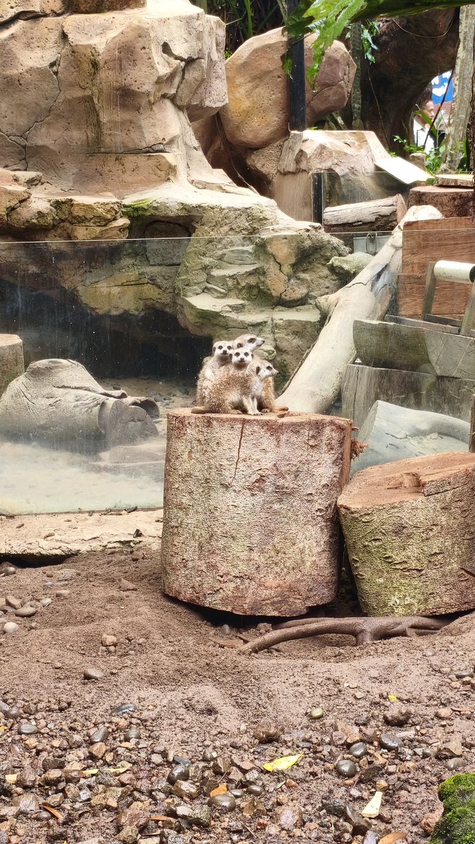 shinyynlockon's tweet photo. Bonus ada meerkat yang lucu bangettttt https://t.co/TZwPMdbZpP