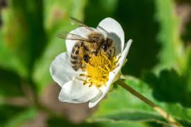 NiagaraBee's tweet photo. Strawberries are one of the most popular fruits worldwide. It’s estimated that around 70% of strawberry plants rely on bees for pollination. Honeybees are attracted to strawberries by their strong scent &amp;   vibrant colors. 
https://t.co/CRfrCYW0eU https://t.co/CKk8Cyz0vG