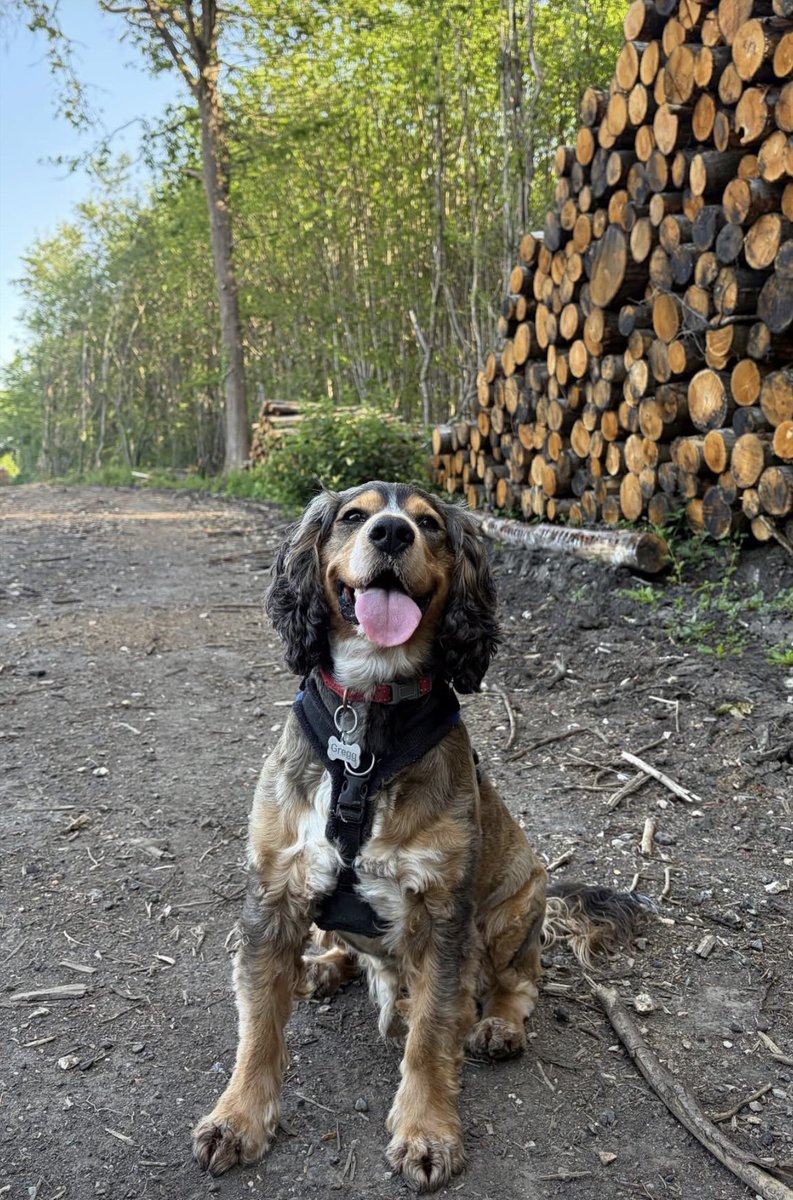 Reggie the Cocker 🐶 🐾👹 tweet media