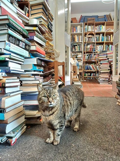 cats with jobs 🛠 tweet media