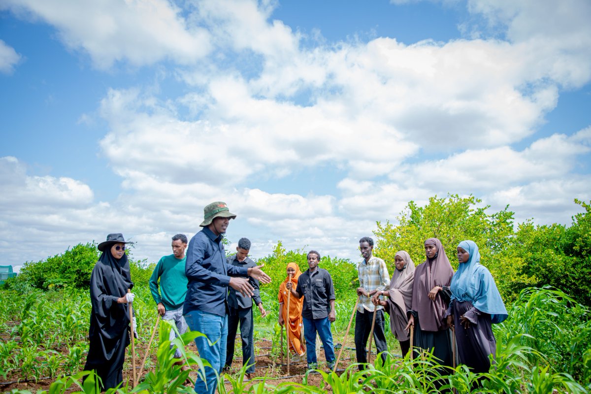 gredosom's tweet photo. In partnership with @SaveChildrenSO, under the DANIDA SPA Programme, GREDO successfully conducted a 4-day intensive training for 22 youth and women farmers in Baidoa, equipping them with practical skills in agronomic practices, greenhouse vegetable production, pest and disease management, and post-harvest handling.

The hands-on training aimed to strengthen productivity, reduce post-harvest losses, and improve market readiness, contributing to resilient livelihoods and the sustainable expansion of greenhouse farming across the region.

Thanks to @DanishMFA for the support.