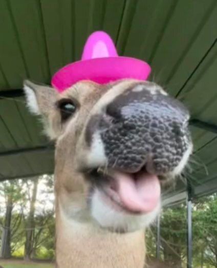 (CHECK PINNED) Deer in Places they Shouldn't Be tweet media