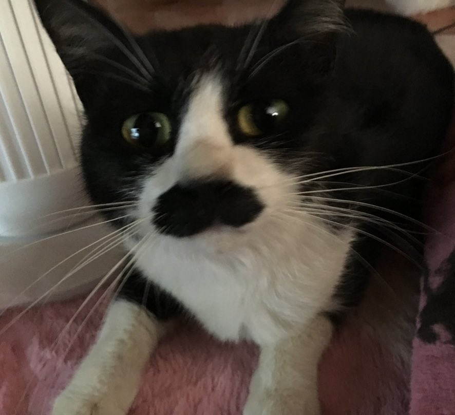 玲(ꕤ ॑꒳ ॑*)🐈‍⬛中の人応援隊長🐾 tweet media