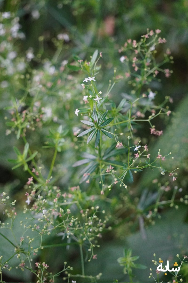 chaba_alg's tweet photo. Bonjour ! #ete #herbes #branches #fleurs #vert
❤️😁😉💚💕
2026-05-25 6:31:17 (UTC+2) https://t.co/LnhqrYdmxq