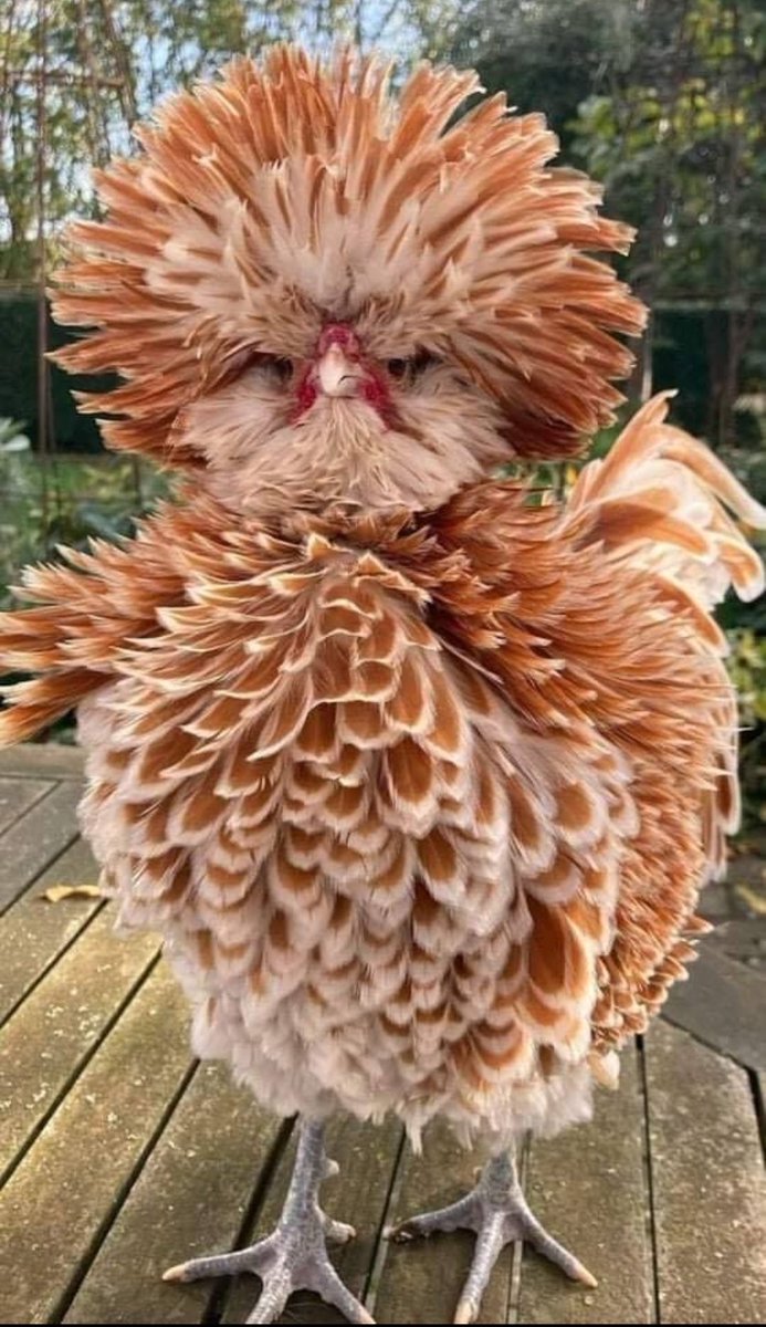 Echopeus's tweet photo. @ClaudesBBQ The kinda bird that lives in this establishment https://t.co/6TNjEFh4bJ