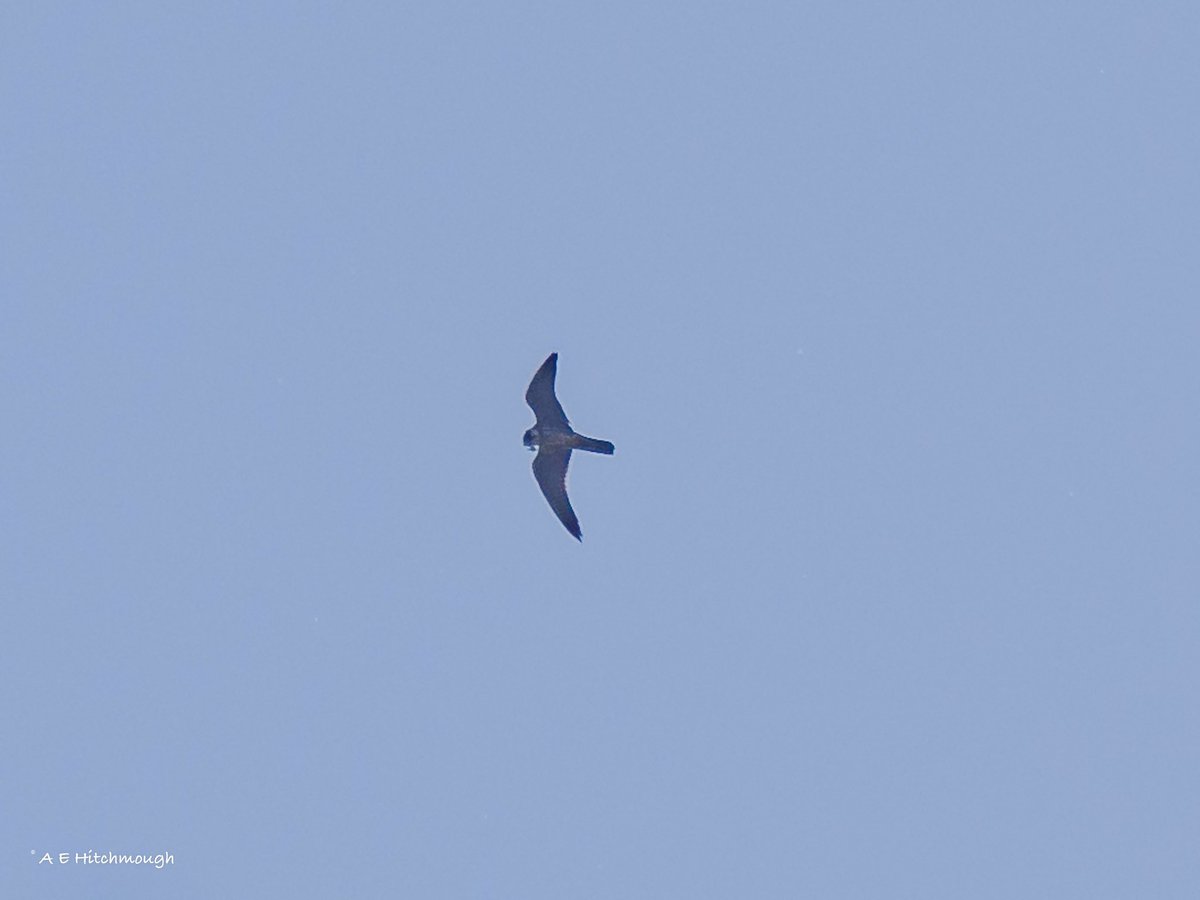 Alanehitch's tweet photo. Swifts arrived locally yesterday and this morning brought a Hobby hunting them over my West Kirby garden, a new record for the garden list. It had no luck catching a Swift but did catch an insect. Not able to get any decent pics into the sun. https://t.co/Ntl4sHTYqt