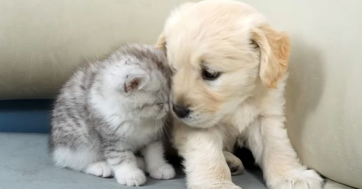 puppies tweet media
