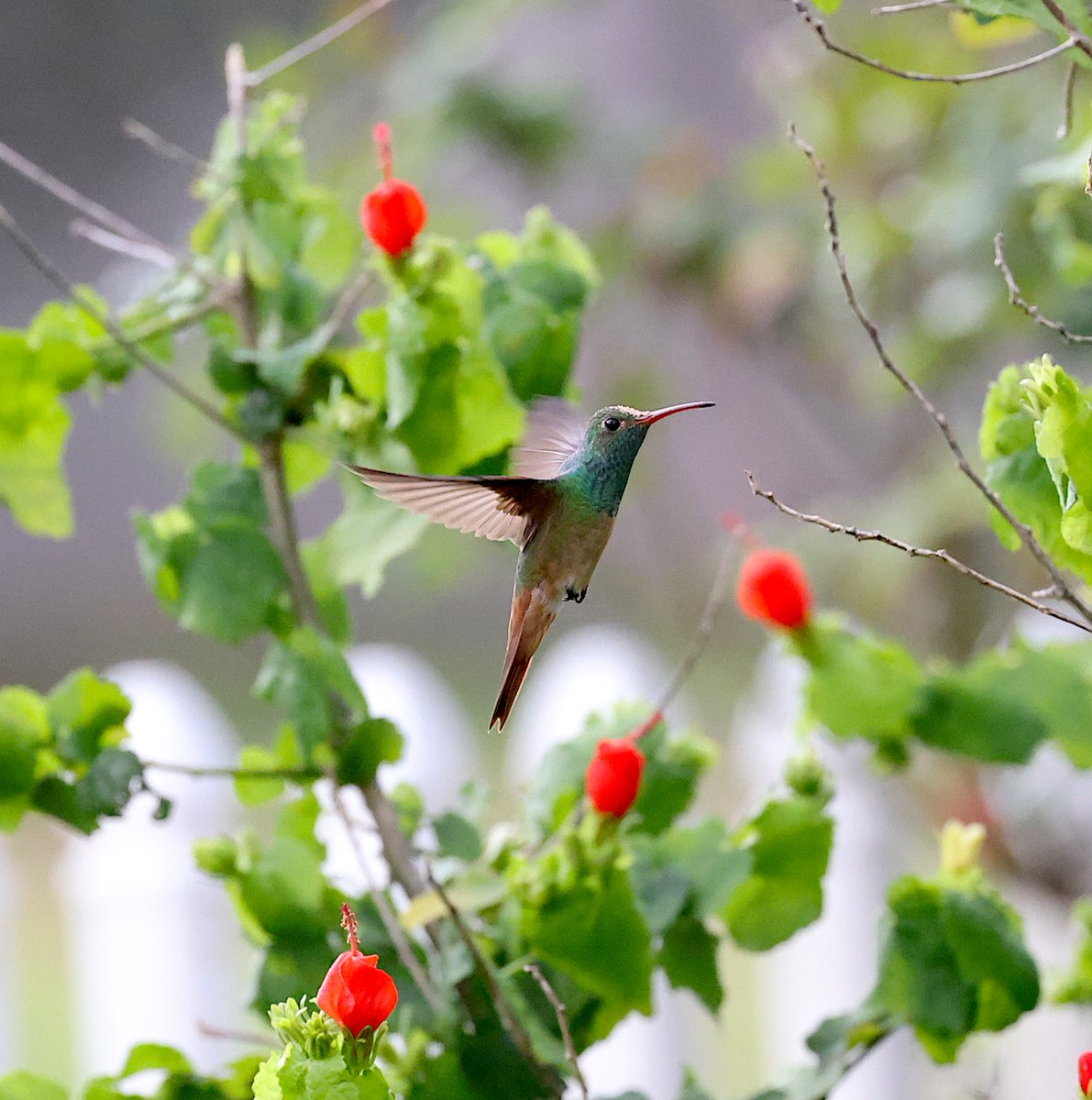 TexasBirder tweet media
