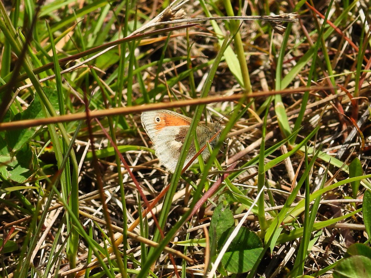 willowarbles's tweet photo. Kingshill LNR, my first time seeing a small heath butterfly. I was hoping to spot the green hairstreak and other rare butterflies buy no luck. Also three species of damselfly https://t.co/lNy5OsLW8z
