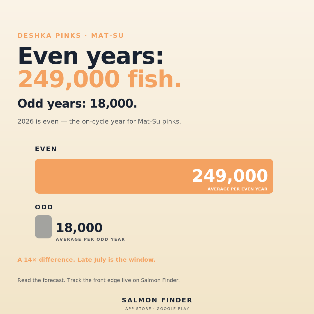 _deviouspanda's tweet photo. Oh, 2026, the year when even years suddenly start to matter. On the Deshka, even-year pinks are like the overachievers, outrunning odd years by a whopping 14 to 1. And if you're feeling lucky, you might catch a glimpse of them in… https://t.co/0qPv5jRHrn https://t.co/og08Ud1eep