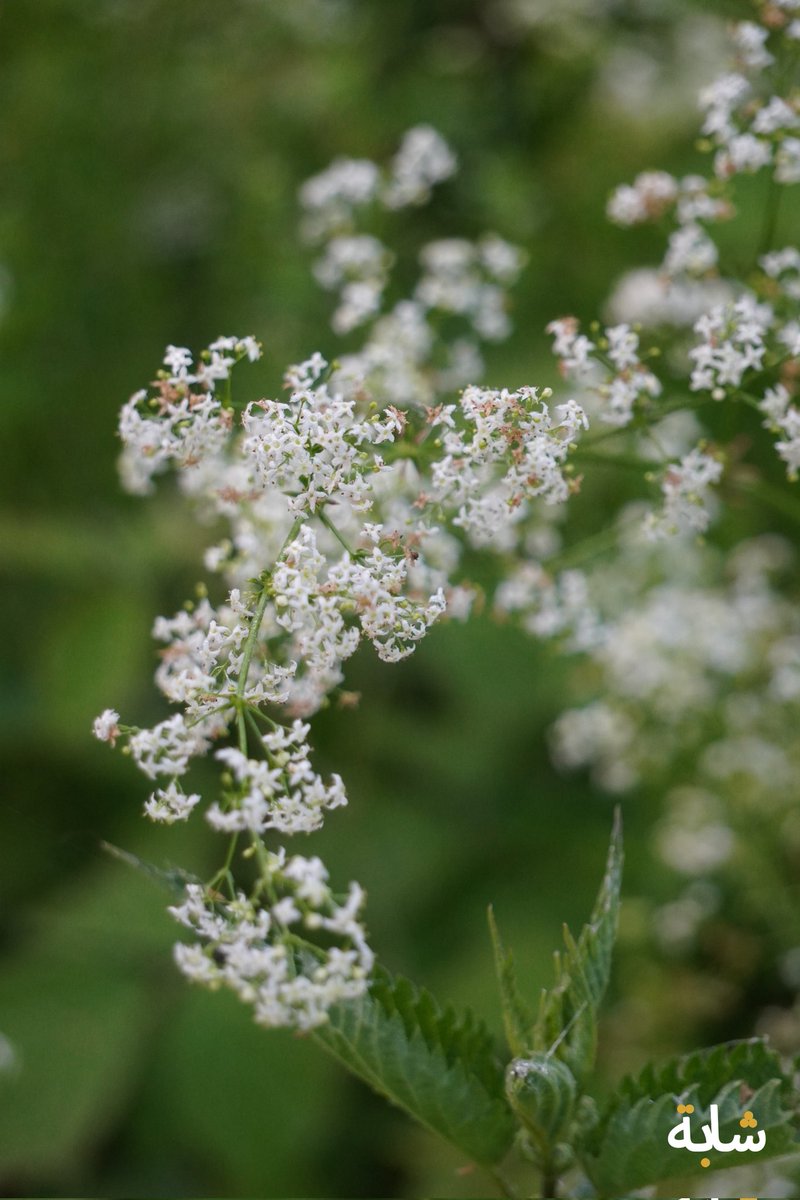chaba_alg's tweet photo. Bonjour ! #ete #herbes #branches #fleurs #vert
❤️😁😉💚💕
2026-05-25 6:33:59 (UTC+2) https://t.co/SNqHnhc1jJ