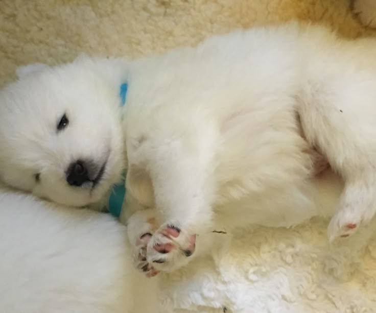 puppies tweet media