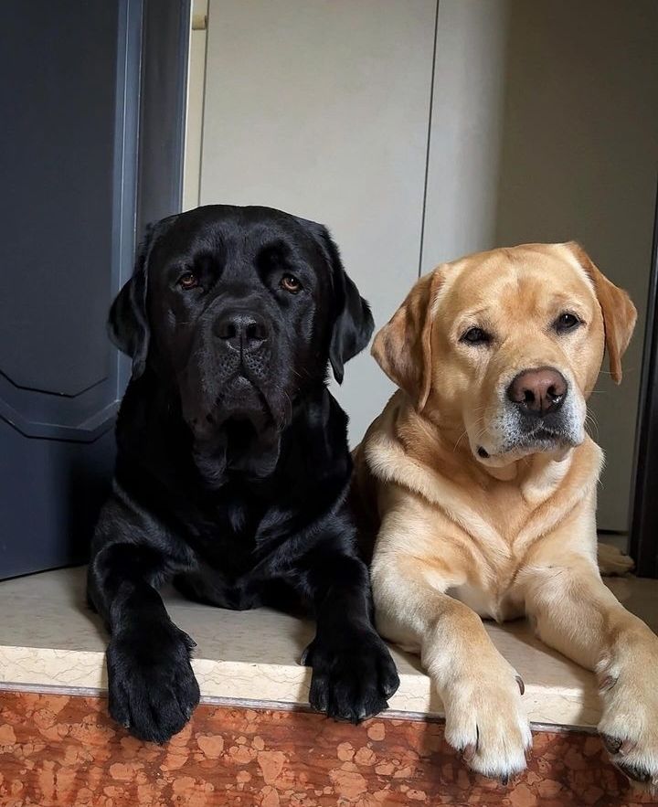 Doglover tweet media