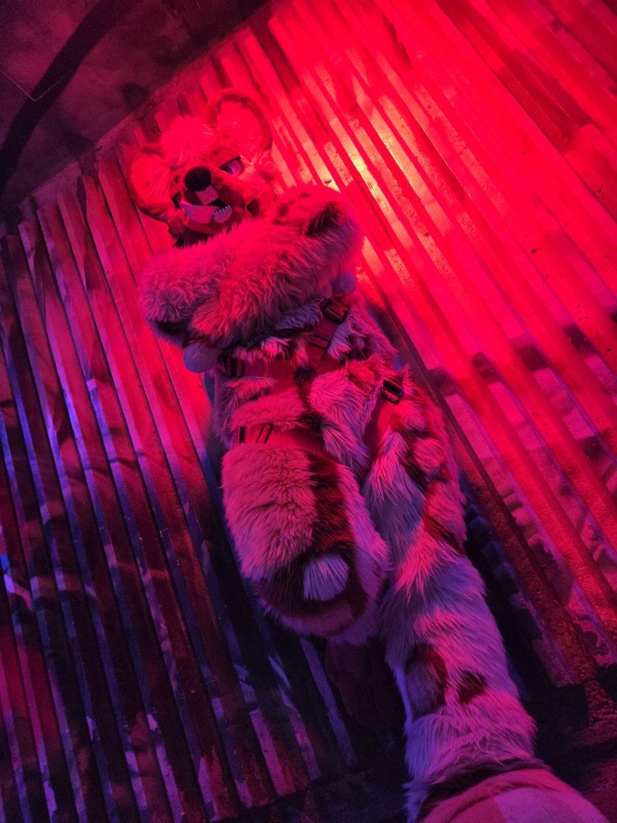Solo AWD/ Ruki Fox 🔜 CFz tweet media