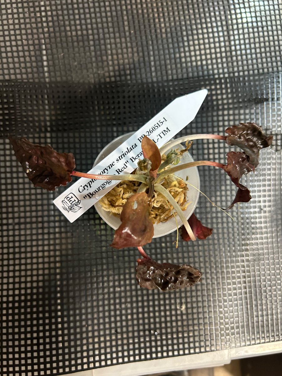 ichikochiko's tweet photo. かいつまんで…。
初日66番でしたが、こちら買えたのは比較的、運が良かったかも？
Bucephalandra adei"Ngabang"

ワニが出る川？のクリプトコリネ
Cryptocoryne striolata ブルゴーニュレッド

ある意味貴重な手書きタグ？
ホマロメナ　黒葉赤輝
※あとで送っていただけるとのこと。 https://t.co/rFdAwphhlF