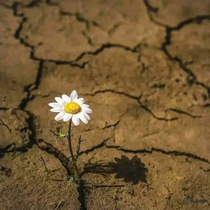 Sufia SHah🍁 tweet media