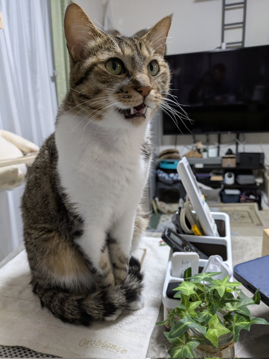 猫のテト (@cat_tetoteto) / Posts / X