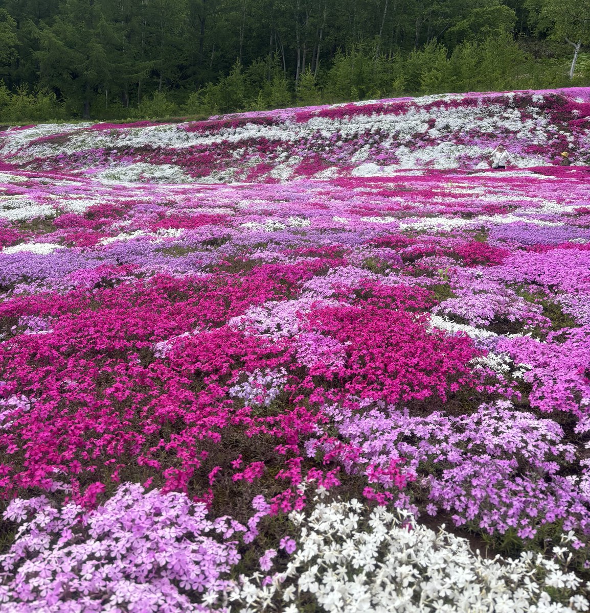 renonssi_925's tweet photo. 芝桜が満開になったという記事を見たので行ってきました🚗
綺麗ですよね✨
ここは個人のお庭をご厚意で一般開放してくださっているんですよー😳
今年も見せてくれてありがとうございます♡
#三島さんちの芝桜2026
#SIKcretday https://t.co/NLoMiMAjcP