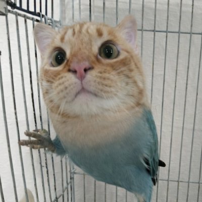 TheLlorenc𝕏 tweet media